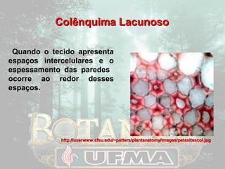CCoollêênnqquuiimmaa LLaaccuunnoossoo 
Quando o tecido apresenta 
espaços intercelulares e o 
espessamento das paredes 
ocorre ao redor desses 
espaços. 
hhttttpp::////uusseerrwwwwww..ssffssuu..eedduu//~~ppaatttteerrss//ppllaannttaannaattoommyy//iimmaaggeess//ppeettaassiitteessccooll..jjppgg 
 