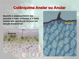 Colênquima AAnneellaarr oouu AAnnuullaarr 
Quando o espessamento das 
paredes é mais uniforme, e o lume 
celular tem aparência circular em 
secção transversal. 
Epiderme 
Epiderme 
 