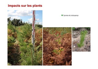 Impacts sur les plantsImpacts sur les plants
Survie et croissance
 