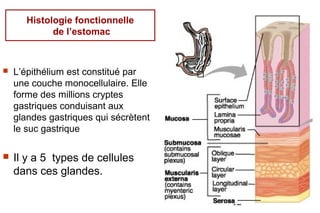 Histologie fonctionnelle
             de l’estomac



   L’épithélium est constitué par
    une couche monocellulaire. Elle
    forme des millions cryptes
    gastriques conduisant aux
    glandes gastriques qui sécrètent
    le suc gastrique

   Il y a 5 types de cellules
    dans ces glandes.

                                       12
 