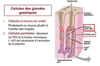 Cellules des glandes
            gastriques

1.   Cellules à mucus du collet
     Produisent un mucus alcalin à
     l’entrée des cryptes
2.   Cellules pariétales Sécrètent
     du HCl et le facteur intrinsèque.
     L’ HCl est nécessaire à l’activation
     de la pepsine.




                                            13
 