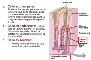 3.   Cellules principales:
     Produisent le pepsinogène qui est la
     forme inactive de la pepsine. Elles
     produisent chez les ruminant la
     rénnine (présure) impliquée dans la
     coagulation (caillage) et la digestion
     du lait.
4.   Cellules endocrines: Libèrent
     vers la lamina propria la gastrine,
     l’histamine, les endorphines, la
     sérotonine, la cholécystokinine et la
     somatostatine.
5.   Cellules souches:
         Pour le renouvellement de tous
         les autres types de cellules



                                              14
 