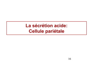 La sécrétion acide:
 Cellule pariétale




                      16
 