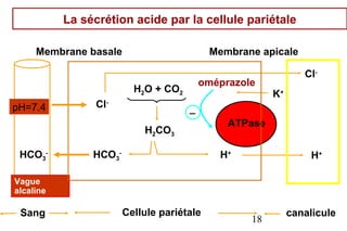 La sécrétion acide par la cellule pariétale

     Membrane basale                        Membrane apicale

                                                                Cl-
                                          oméprazole
                          H2O + CO2                     K+
pH=7.4           Cl-                  _
                                               ATPase
                            H2CO3

 HCO3-          HCO3-                        H+                   H+

Vague
alcaline

 Sang                   Cellule pariétale                    canalicule
                                                   18
 
