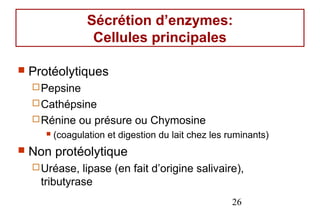 Sécrétion d’enzymes:
                    Cellules principales

   Protéolytiques
     Pepsine
     Cathépsine
     Rénine     ou présure ou Chymosine
          (coagulation et digestion du lait chez les ruminants)
   Non protéolytique
     Uréase,  lipase (en fait d’origine salivaire),
      tributyrase
                                                       26
 