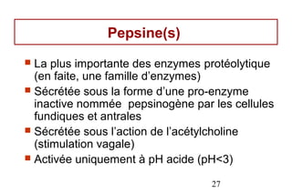 Pepsine(s)
 La plus importante des enzymes protéolytique
  (en faite, une famille d’enzymes)
 Sécrétée sous la forme d’une pro-enzyme
  inactive nommée pepsinogène par les cellules
  fundiques et antrales
 Sécrétée sous l’action de l’acétylcholine
  (stimulation vagale)
 Activée uniquement à pH acide (pH<3)

                                  27
 