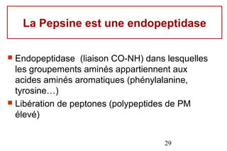 La Pepsine est une endopeptidase

 Endopeptidase (liaison CO-NH) dans lesquelles
  les groupements aminés appartiennent aux
  acides aminés aromatiques (phénylalanine,
  tyrosine…)
 Libération de peptones (polypeptides de PM
  élevé)


                                    29
 