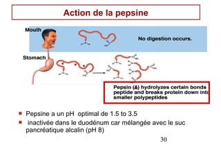 Action de la pepsine




   Pepsine a un pH optimal de 1.5 to 3.5
    inactivée dans le duodénum car mélangée avec le suc
    pancréatique alcalin (pH 8)
                                               30
 
