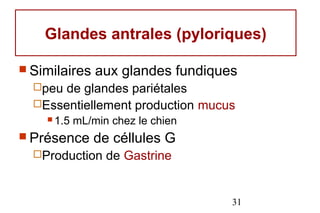 Glandes antrales (pyloriques)

 Similaires    aux glandes fundiques
  peu de glandes pariétales
  Essentiellement production mucus
     1.5   mL/min chez le chien
 Présence     de céllules G
  Production     de Gastrine


                                    31
 