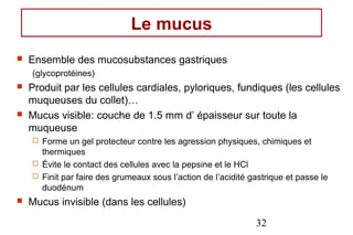Le mucus
   Ensemble des mucosubstances gastriques
    (glycoprotéines)
   Produit par les cellules cardiales, pyloriques, fundiques (les cellules
    muqueuses du collet)…
   Mucus visible: couche de 1.5 mm d’ épaisseur sur toute la
    muqueuse
     Forme un gel protecteur contre les agression physiques, chimiques et
      thermiques
     Évite le contact des cellules avec la pepsine et le HCl
     Finit par faire des grumeaux sous l’action de l’acidité gastrique et passe le
      duodénum
   Mucus invisible (dans les cellules)

                                                               32
 
