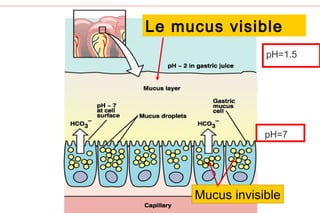 Le mucus visible
                 pH=1.5




                 pH=7




     Mucus33
           invisible
 