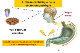 1. Phase céphalique de la
                      sécrétion gastrique

                                                   Vagus
                                                   nerve




      Vue, odeur ..de
        nourriture


Activation parasympathique de la motricité
        et de la sécrétion gastrique

                                              41
 