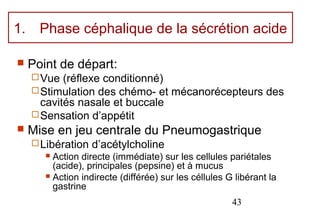 1.     Phase céphalique de la sécrétion acide

    Point de départ:
      Vue  (réflexe conditionné)
      Stimulation des chémo- et mécanorécepteurs des
       cavités nasale et buccale
      Sensation d’appétit
    Mise en jeu centrale du Pneumogastrique
      Libération   d’acétylcholine
         Action directe (immédiate) sur les cellules pariétales
          (acide), principales (pepsine) et à mucus
         Action indirecte (différée) sur les céllules G libérant la
          gastrine
                                                        43
 