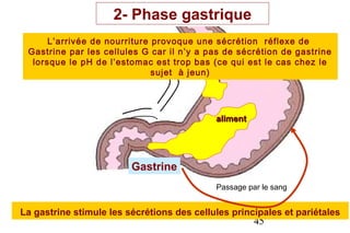 2- Phase gastrique
      L’arrivée de nourriture provoque une sécrétion réflexe de
 Gastrine par les cellules G car il n’y a pas de sécrétion de gastrine
  lorsque le pH de l’estomac est trop bas (ce qui est le cas chez le
                              sujet à jeun)




                                            aliment




                         Gastrine
                                            Passage par le sang


La gastrine stimule les sécrétions des cellules principales et pariétales
                                                      45
 