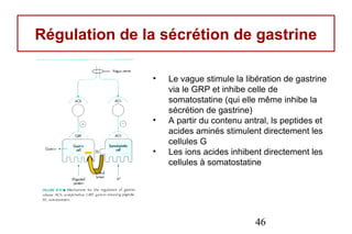 Régulation de la sécrétion de gastrine

               •   Le vague stimule la libération de gastrine
                   via le GRP et inhibe celle de
                   somatostatine (qui elle même inhibe la
                   sécrétion de gastrine)
               •   A partir du contenu antral, ls peptides et
                   acides aminés stimulent directement les

      -
                   cellules G
               •   Les ions acides inhibent directement les
                   cellules à somatostatine




                                          46
 