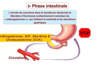 3- Phase intestinale
      L’arrivée de nourriture dans le duodénum déclenche la
       libération d’hormones (collectivement nommées les
  « entérogastrones ») qui inhibent la motricité et les sécrétions
                             gastriques



                                                                     STOP
ntérogastrones: GIP, Sécrétine &
    Cholécystokinine (CCK )




      Circulation
                                                             47
 