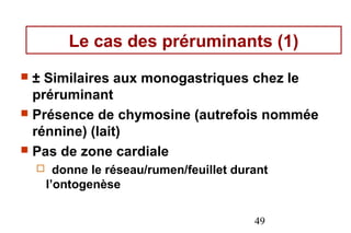 Le cas des préruminants (1)
 ± Similaires aux monogastriques chez le
  préruminant
 Présence de chymosine (autrefois nommée
  rénnine) (lait)
 Pas de zone cardiale
         donne le réseau/rumen/feuillet durant
        l’ontogenèse

                                            49
 