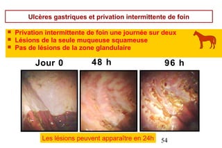 Ulcères gastriques et privation intermittente de foin

   Privation intermittente de foin une journée sur deux
   Lésions de la seule muqueuse squameuse
   Pas de lésions de la zone glandulaire

          Jour 0            48 h                     96 h




            Les lésions peuvent apparaître en 24h   54
 