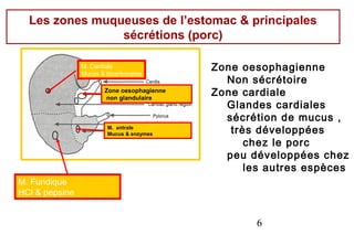 Les zones muqueuses de l’estomac & principales
                sécrétions (porc)

                M. Cardiale
                Mucus & bicarbonates
                                            Zone oesophagienne
                                              Non sécrétoire
                       Zone oesophagienne
                       non glandulaire
                                            Zone cardiale
                                              Glandes cardiales
                                              sécrétion de mucus ,
                        M. antrale
                        Mucus & enzymes        très développées
                                                  chez le porc
                                              peu développées chez
                                                  les autres espèces
M. Fundique
HCl & pepsine


                                                   6
 