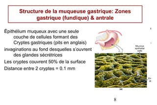 Structure de la muqueuse gastrique: Zones
              gastrique (fundique) & antrale

Épithélium muqueux avec une seule
     couche de cellules formant des
     Cryptes gastriques (pits en anglais)
invaginations au fond desquelles s’ouvrent
     des glandes sécrétrices
Les cryptes couvrent 50% de la surface
Distance entre 2 cryptes = 0.1 mm




                                             8
 