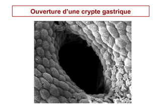 Ouverture d’une crypte gastrique




                           9
 