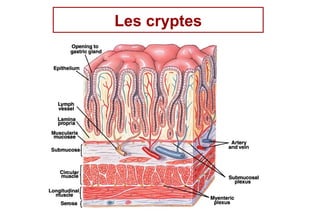 Les cryptes




              10
 