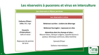 10
Les réservoirs à pucerons et virus en interculture
Les réservoirs à virus
Betterave sucrière : cordons de déterrage
Betterave fourragère : repousses en silos
Adventices dans les champs et talus :
Mouron blanc, Séneçon vulgaire, Capselle bourse-à-
pasteur, Véronique commune, Beta maritima
Epinard d’hiver
Stellaire intermédiaire
Les réservoirs à Myzus persicae
Cultures d’hiver :
colza, blé, orge
Couverts
d’interculture :
radis et vesce
Repousses de pomme
de terre
 