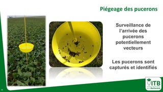 11
Piégeage des pucerons
Surveillance de
l’arrivée des
pucerons
potentiellement
vecteurs
Les pucerons sont
capturés et identifiés
 
