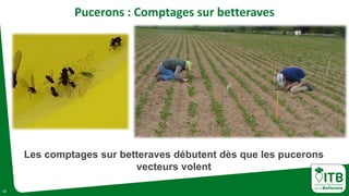 12
Pucerons : Comptages sur betteraves
Les comptages sur betteraves débutent dès que les pucerons
vecteurs volent
 