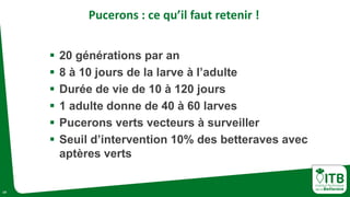 14
Pucerons : ce qu’il faut retenir !
 20 générations par an
 8 à 10 jours de la larve à l’adulte
 Durée de vie de 10 à 120 jours
 1 adulte donne de 40 à 60 larves
 Pucerons verts vecteurs à surveiller
 Seuil d’intervention 10% des betteraves avec
aptères verts
 