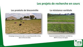 15
Les projets de recherche en cours
Comptages de pucerons dans un essai biocontrôle à Vimy
dans le Pas-de-Calais
Essai de résistance/tolérance variétale au
BMYV à Coucy-Lès-Eppes
Les produits de biocontrôle La résistance variétale
 