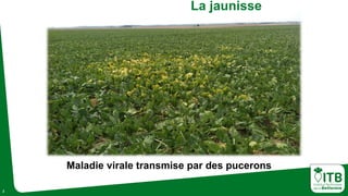 2
Maladie virale transmise par des pucerons
La jaunisse
 