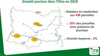 25
o Notation en septembre
sur 436 parcelles
o 33% des parcelles
avec présence de
jaunisse
o Gravité moyenne : 2%
Gravité jaunisse dans l’Oise en 2019
 