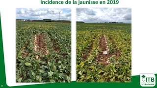 26
Incidence de la jaunisse en 2019
 