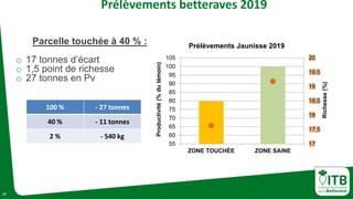 27
Prélèvements betteraves 2019
17
17,5
18
18,5
19
19,5
20
55
60
65
70
75
80
85
90
95
100
105
ZONE TOUCHÉE ZONE SAINE
Richesse(%)
Productivité(%dutémoin)
Prélèvements Jaunisse 2019
Parcelle touchée à 40 % :
o 17 tonnes d’écart
o 1,5 point de richesse
o 27 tonnes en Pv
100 % - 27 tonnes
40 % - 11 tonnes
2 % - 540 kg
 