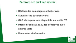 29
Pucerons : ce qu’il faut retenir :
 Réaliser des comptages sur betteraves
 Surveiller les pucerons verts
 OAD alerte pucerons disponible sur le site ITB
 Intervenir au seuil 10 % des betteraves avec
aptères verts
 Renouveler si nécessaire
 