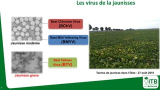 3
Les virus de la jaunisses
Beet Chlorosis Virus
(BChV)
Beet Mild Yellowing Virus
(BMYV)Jaunisse modérée
Beet Yellows
Virus (BYV)
Jaunisse grave
Taches de jaunisse dans l’Oise - 27 août 2019
 
