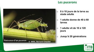 5
Les pucerons
o 8 à 10 jours de la larve au
stade adulte
o 1 adulte donne de 40 à 60
larves
o 1 adulte vit de 10 à 120
jours
o Jusqu’à 20 générations
© INRA, Bernard Chaubet
 