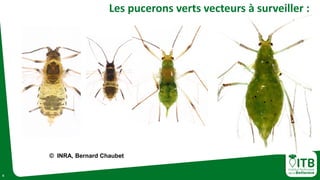 6
Les pucerons verts vecteurs à surveiller :
© INRA, Bernard Chaubet
 
