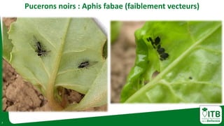 7
Pucerons noirs : Aphis fabae (faiblement vecteurs)
 