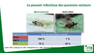 BYV 75 % 40 %
Espèces virales Taux de transmission maximal*
BChV
100 % 1 %
BMYV
8
Le pouvoir infectieux des pucerons vecteurs
* Jadot, 1976 ; Limburg et al. 1997 ; Schliephake et al., 2000 ; Kozlowska-Makulska et al., 2009
Myzus persicae Aphis fabae
 