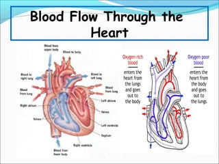 Blood Flow Through the
Heart

 