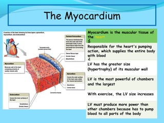 The Myocardium
Myocardium is the muscular tissue of
the heart
Š
Responsible for the heart's pumping
action, which supplies the entire body
with blood
Š
LV has the greater size
(hypertrophy) of its muscular wall
LV is the most powerful of chambers
and the largest
With exercise, the LV size increases
LV must produce more power than
other chambers because has to pump
blood to all parts of the body

 