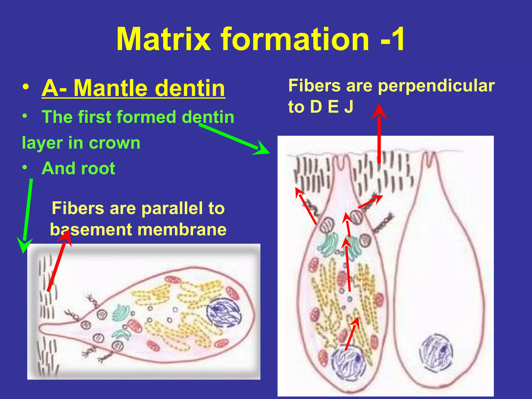 Matrix formation -1
• A- Mantle dentin          Fibers are perpendicular
                            to D E J
• The first formed dentin
layer in crown
• And root

   Fibers are parallel to
   basement membrane
 