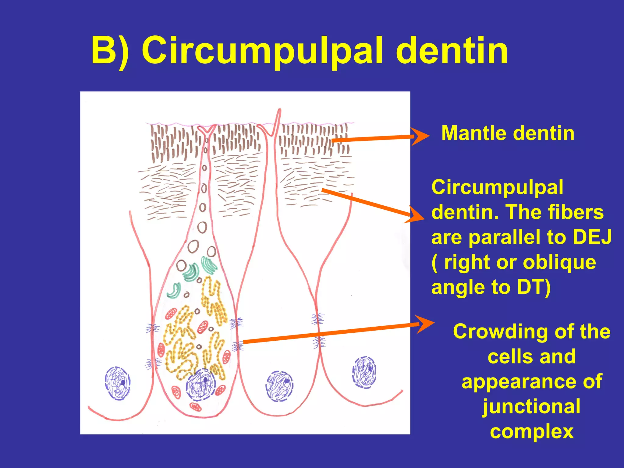 B) Circumpulpal dentin

                  Mantle dentin

                 Circumpulpal
                 dentin. The fibers
                 are parallel to DEJ
                 ( right or oblique
                 angle to DT)

                   Crowding of the
                       cells and
                    appearance of
                      junctional
                       complex
 