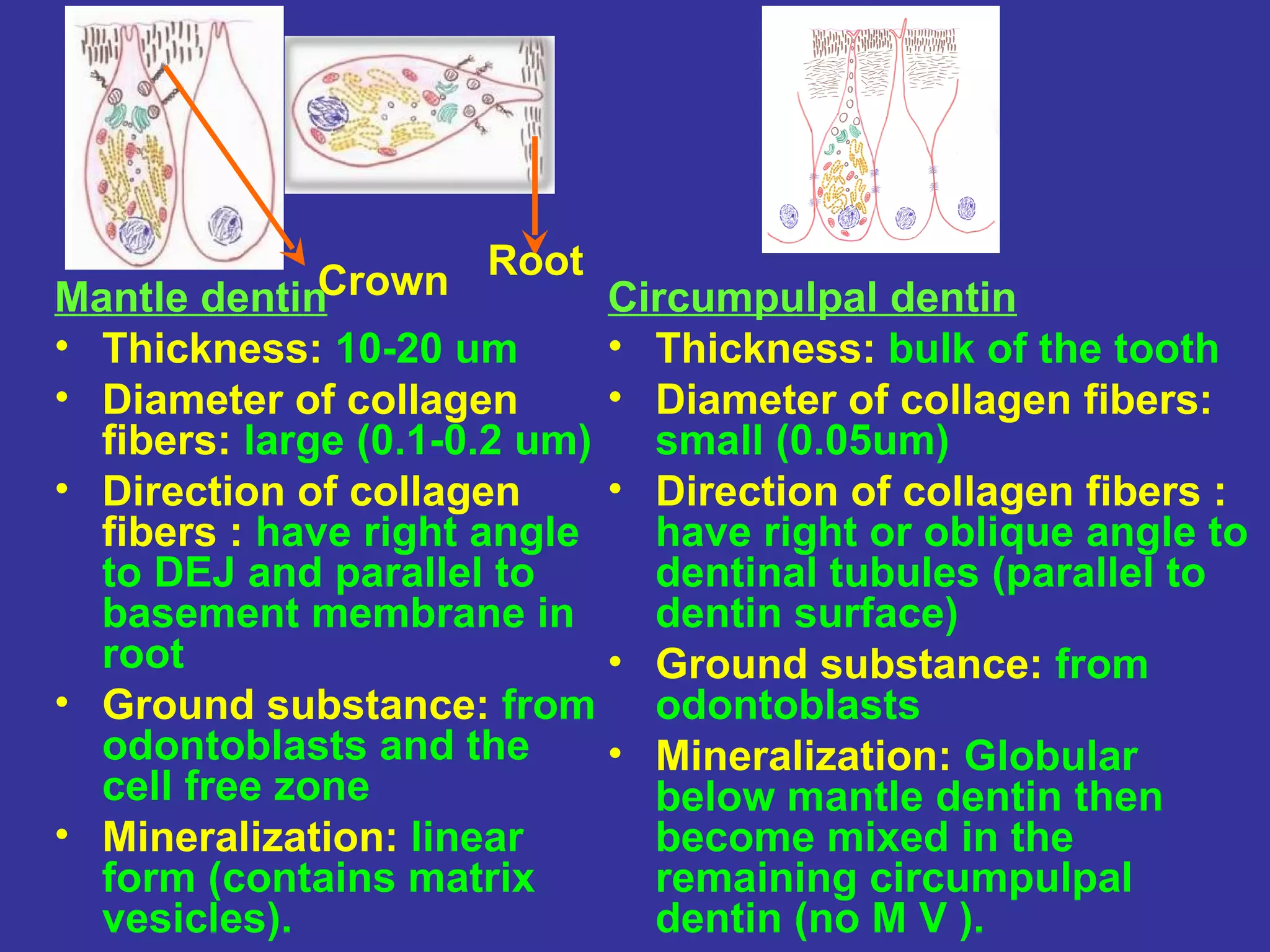 Mantle dentin Crown Root Circumpulpal dentin
• Thickness: 10-20 um       • Thickness: bulk of the tooth
• Diameter of collagen      • Diameter of collagen fibers:
  fibers: large (0.1-0.2 um) small (0.05um)
• Direction of collagen     • Direction of collagen fibers :
  fibers : have right angle   have right or oblique angle to
  to DEJ and parallel to      dentinal tubules (parallel to
  basement membrane in        dentin surface)
  root                      • Ground substance: from
• Ground substance: from odontoblasts
  odontoblasts and the      • Mineralization: Globular
  cell free zone              below mantle dentin then
• Mineralization: linear      become mixed in the
  form (contains matrix       remaining circumpulpal
  vesicles).                  dentin (no M V ).
 