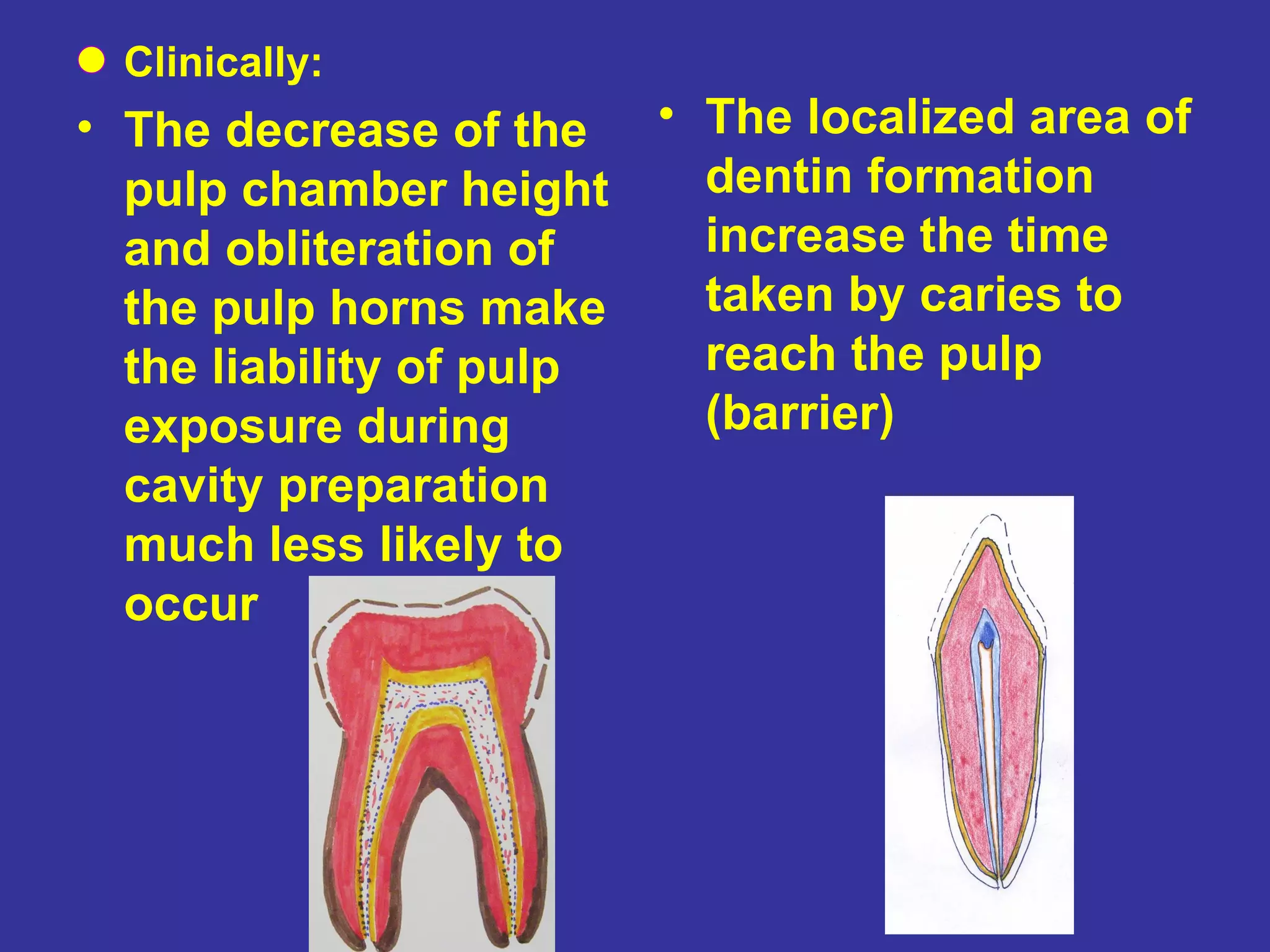 • Clinically:
• The decrease of the • The localized area of
  pulp chamber height   dentin formation
  and obliteration of   increase the time
  the pulp horns make   taken by caries to
  the liability of pulp reach the pulp
  exposure during       (barrier)
  cavity preparation
  much less likely to
  occur
 