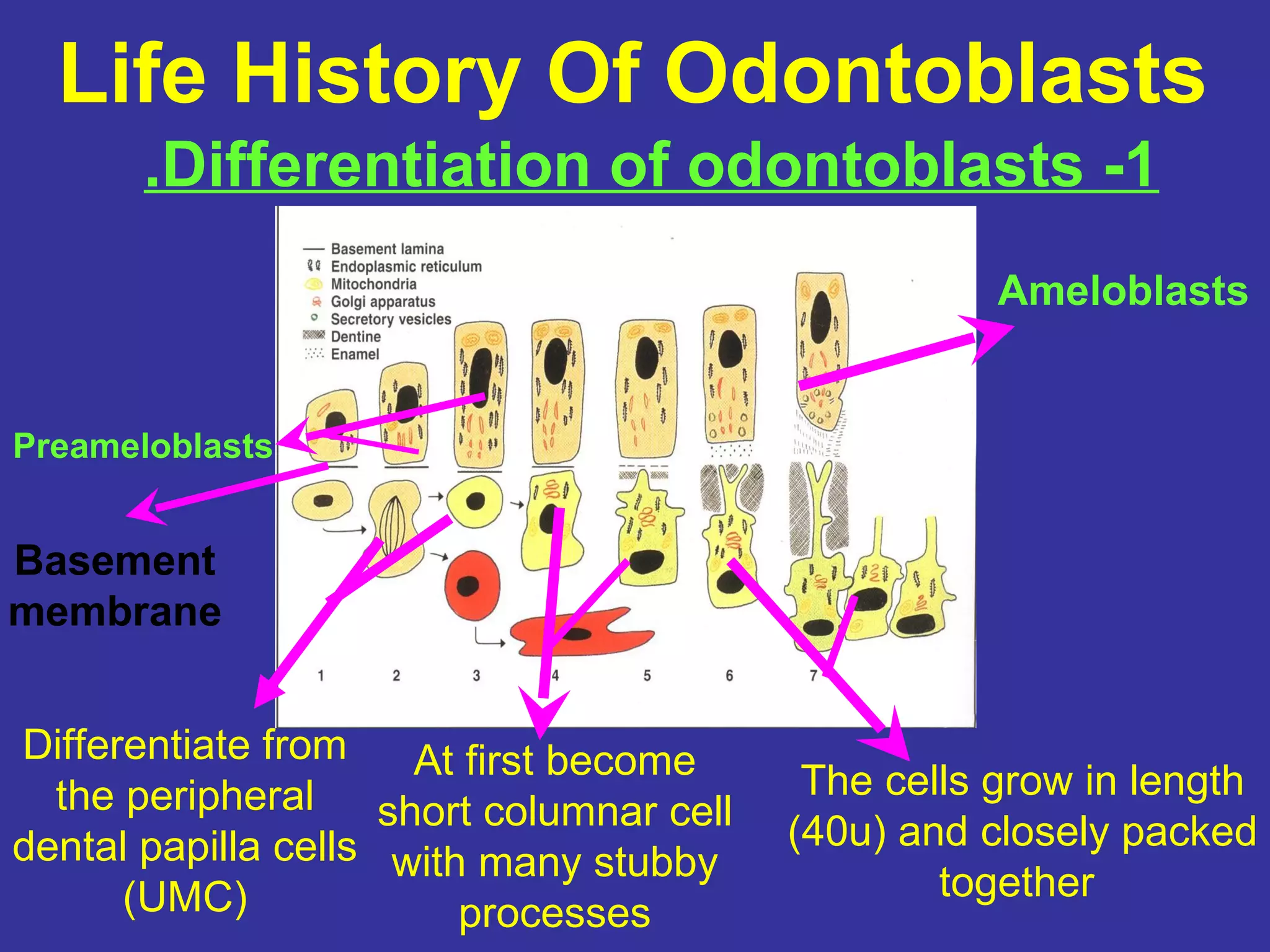 Life History Of Odontoblasts
       .Differentiation of odontoblasts -1
                                                   Ameloblasts


Preameloblasts


Basement
membrane


Differentiate from    At first become
  the peripheral short columnar cell     The cells grow in length
dental papilla cells with many stubby   (40u) and closely packed
      (UMC)                                     together
                         processes
 