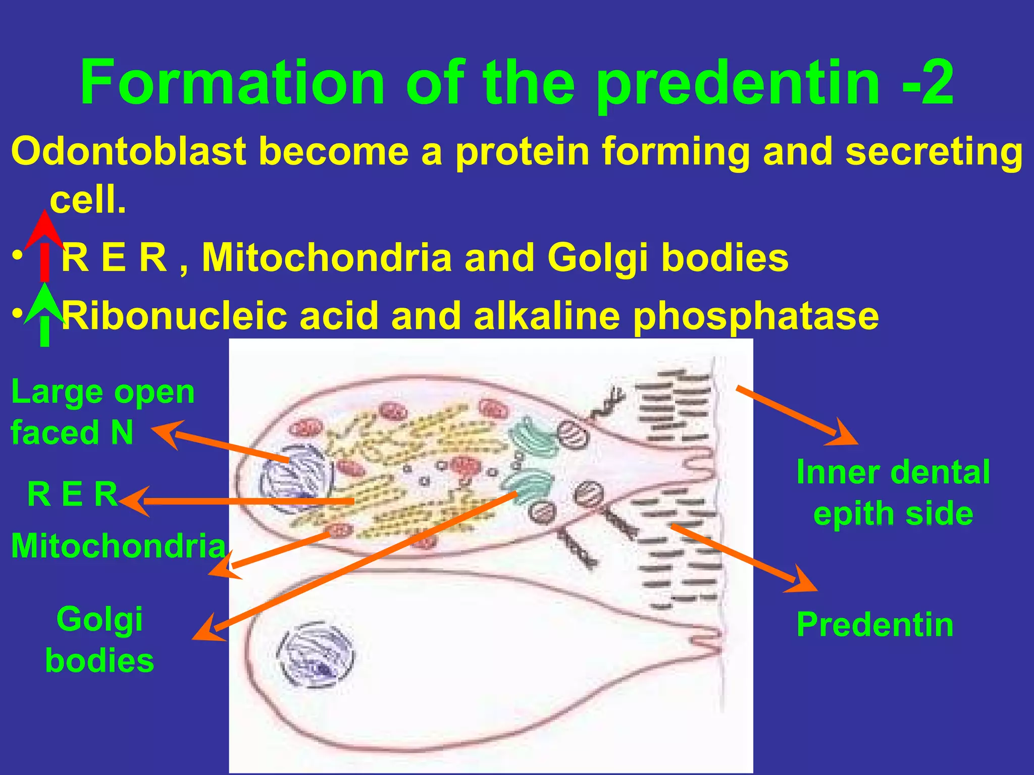 Formation of the predentin -2
Odontoblast become a protein forming and secreting
  cell.
• R E R , Mitochondria and Golgi bodies
• Ribonucleic acid and alkaline phosphatase
Large open
faced N
                                      Inner dental
 RER
                                       epith side
Mitochondria

  Golgi                               Predentin
 bodies
 