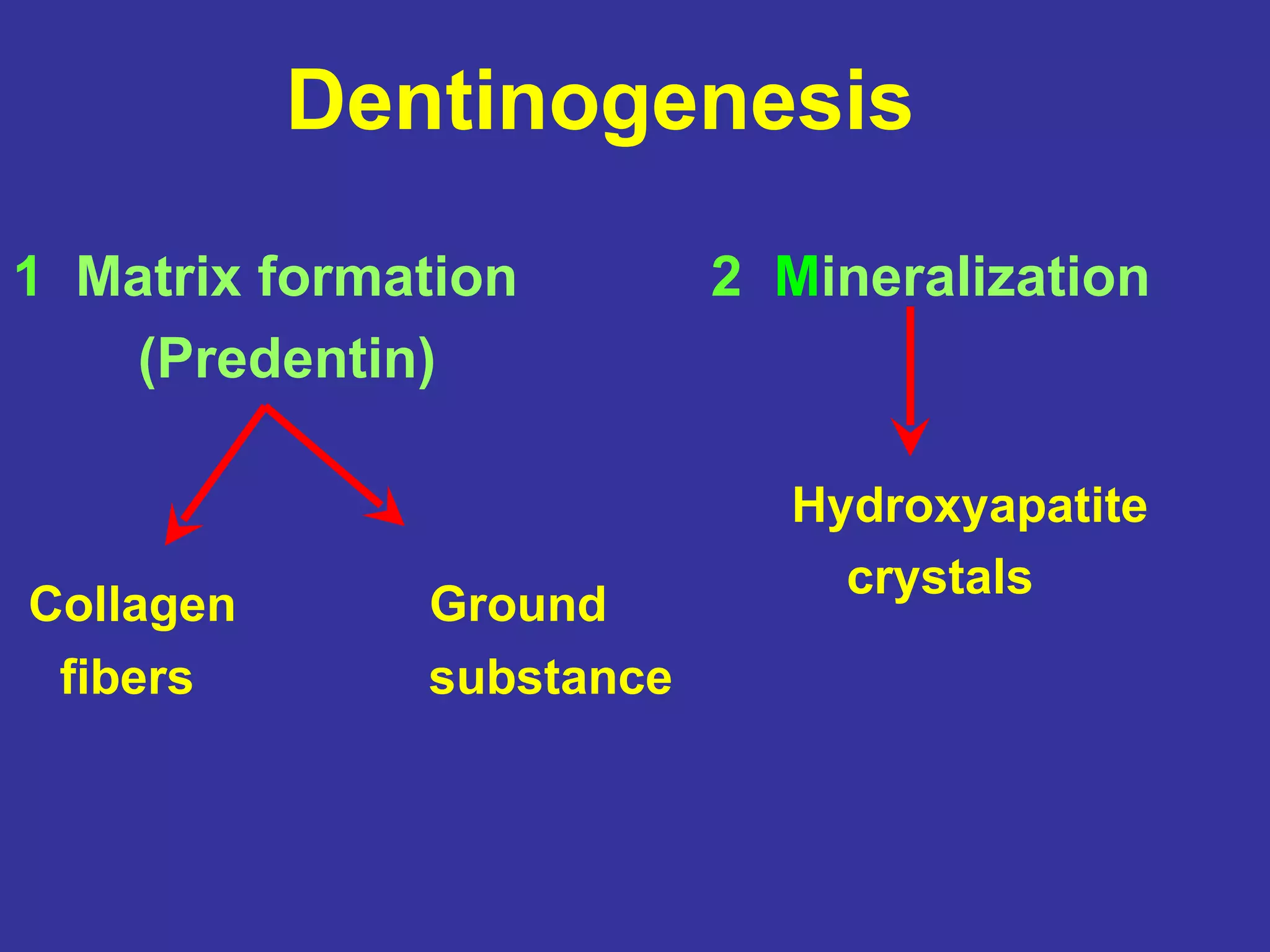 Dentinogenesis
1 Matrix formation        2 Mineralization
   (Predentin)

                            Hydroxyapatite
                              crystals
Collagen      Ground
 fibers       substance
 